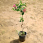 Lagerstroemia plant with pink flowers on a sandy ground Buy Online Plants in Gurgaon: Free Next-Day Delivery