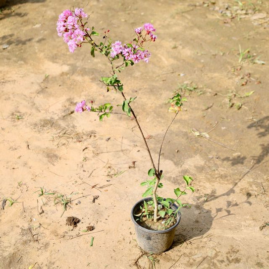Lagerstroemia plant with pink flowers on a sandy ground Buy Online Plants in Gurgaon: Free Next-Day Delivery