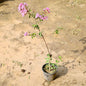 Lagerstroemia plant with pink flowers on a sandy ground Buy Online Plants in Gurgaon: Free Next-Day Delivery