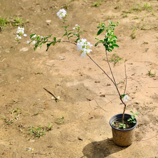 Lagerstroemia White plant with white flowers on a brown ground Buy Online Plants in Gurgaon: Free Next-Day Delivery