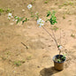 Lagerstroemia White plant with white flowers on a brown ground Buy Online Plants in Gurgaon: Free Next-Day Delivery