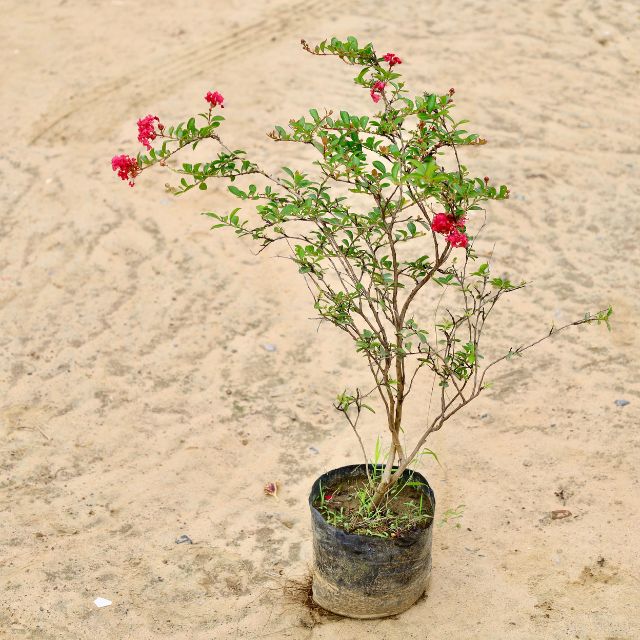 Lagestonia Red Plant In 7 inch Nursery Bag