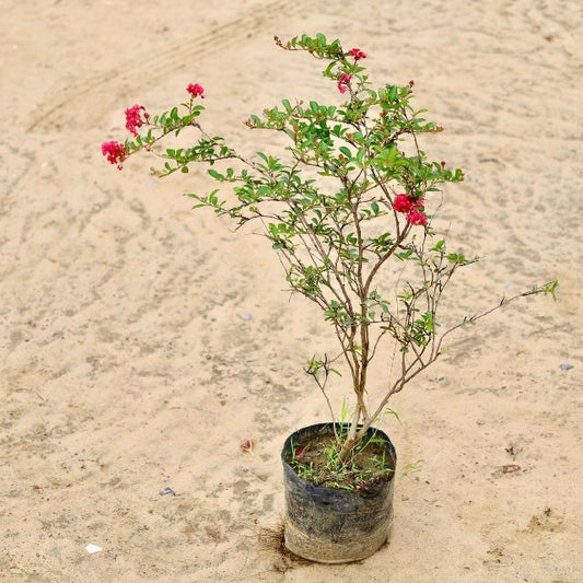 Lagestonia Red Plant In 7 inch Nursery Bag