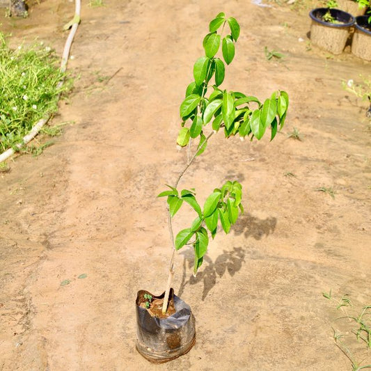 Young tree in a pot on a dirt ground with other plants in the background Buy Online Plants in Gurgaon: Free Next-Day Delivery