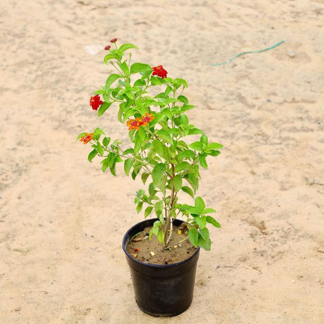 Lantana Red Plant In 6 inch Nursery Pot