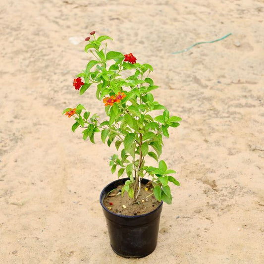 Lantana Red Plant In 6 inch Nursery Pot