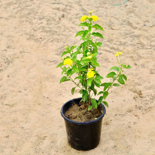 Lantana Yellow Flower In 6 inch Nursery Pot