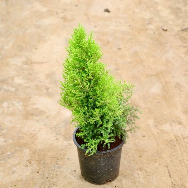 Potted coniferous/lemon cypress plant on a beige surface Buy Indoor Plants in Gurgaon haryali: Free Next-Day Delivery