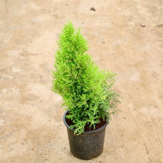 Potted coniferous/lemon cypress plant on a beige surface Buy Indoor Plants in Gurgaon haryali: Free Next-Day Delivery
