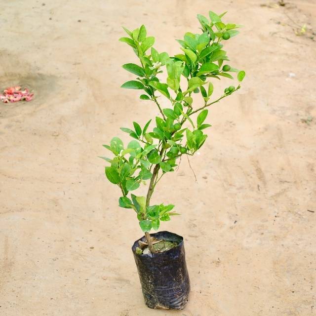 Lemon Kagzi plant on a beige background Buy Indoor Plants in Gurgaon haryali: Free Next-Day Delivery