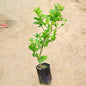 Lemon Kagzi plant on a beige background Buy Indoor Plants in Gurgaon haryali: Free Next-Day Delivery