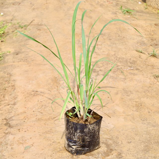 Lemongrass Young plant in a black Bag on a sandy background Buy Online Plants in Gurgaon: Free Next-Day Delivery