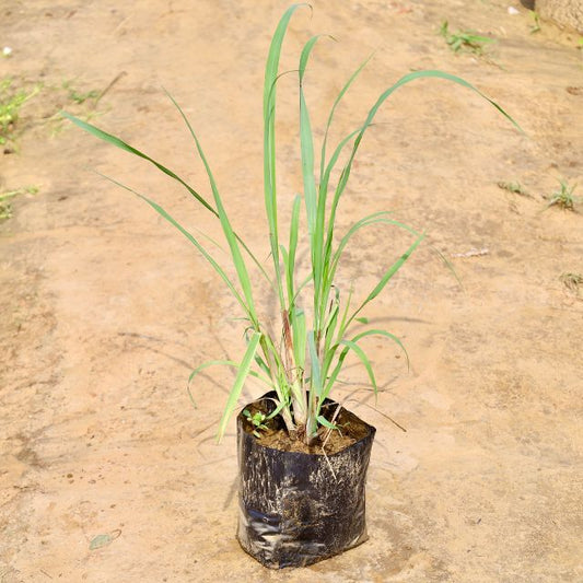 Lemongrass Young plant in a black Bag on a sandy background Buy Online Plants in Gurgaon: Free Next-Day Delivery