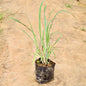 Lemongrass Young plant in a black Bag on a sandy background Buy Online Plants in Gurgaon: Free Next-Day Delivery