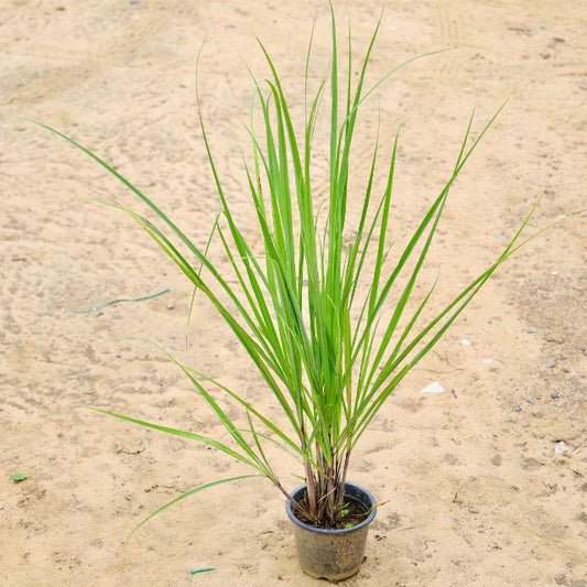 Lemongrass In 6 inch Nursery Pot