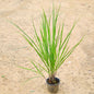 Lemongrass In 6 inch Nursery Pot