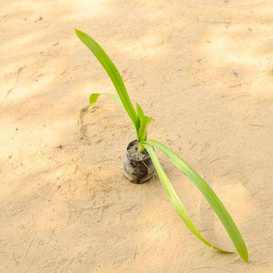Lily Plant Any Color In 4 Inch Nursery Bag