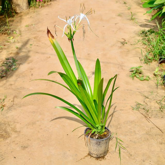 Lily Plant with a white flower on a sandy ground Buy Online Plants in Gurgaon: Free Next-Day Delivery
