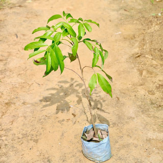 Small tree in a blue pot on a sandy surface Free Next-day Delivery haryali.co.in