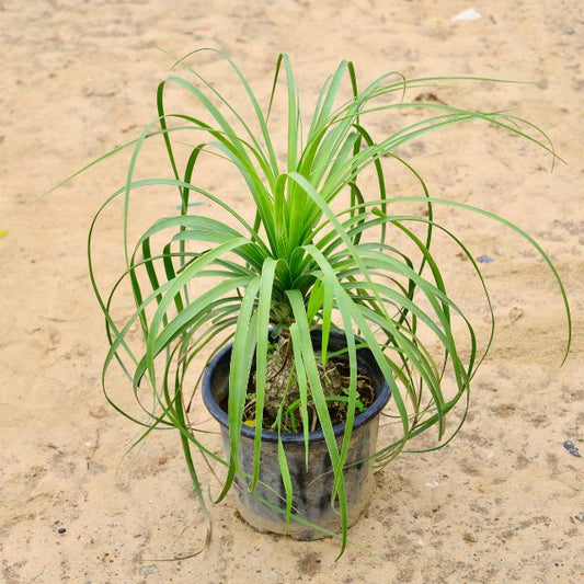 Lolina / Ponytail Palm in 6 inch  Nursery Pot