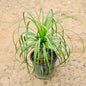 Lolina / Ponytail Palm in 6 inch  Nursery Pot