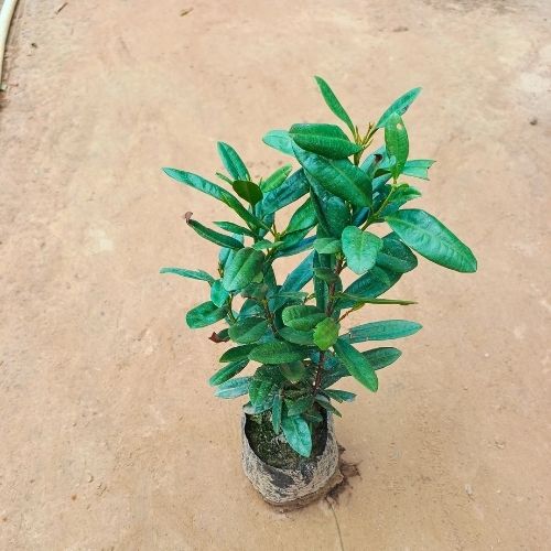 Long Clove Plant In 5 Inch Nursery Bag