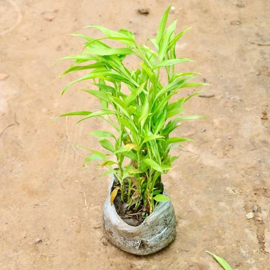 Luck Bamboo plant on a sandy background Buy Indoor Plants in Gurgaon haryali: Free Next-Day Delivery
