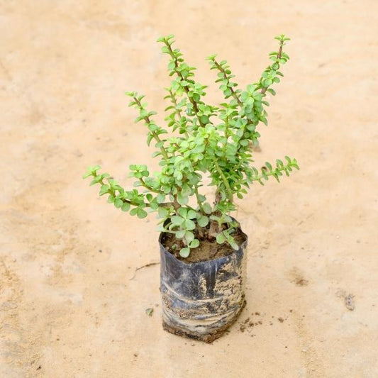  Luck Jade plant on a beige surface Buy Indoor Plants in Gurgaon haryali: Free Next-Day Delivery