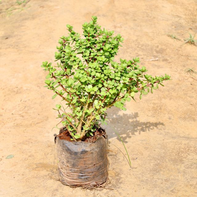 Lucky Jade plant on a sandy surface Buy Online Plants in Gurgaon: Free Next-Day Delivery