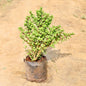 Lucky Jade plant on a sandy surface Buy Online Plants in Gurgaon: Free Next-Day Delivery