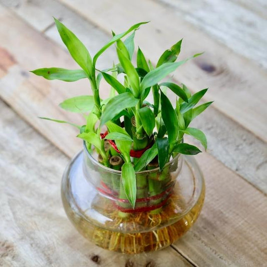 Bamboo plant in a glass vase on a wooden surface Buy Indoor Plants in Gurgaon haryali: Free Next-Day Delivery