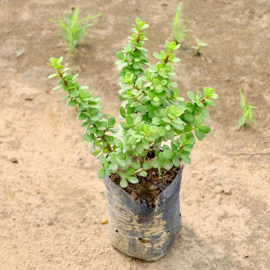 Lucky Jade plant on a sandy surface Buy Outdoor Plants in Gurgaon haryali: Free Next-Day Delivery