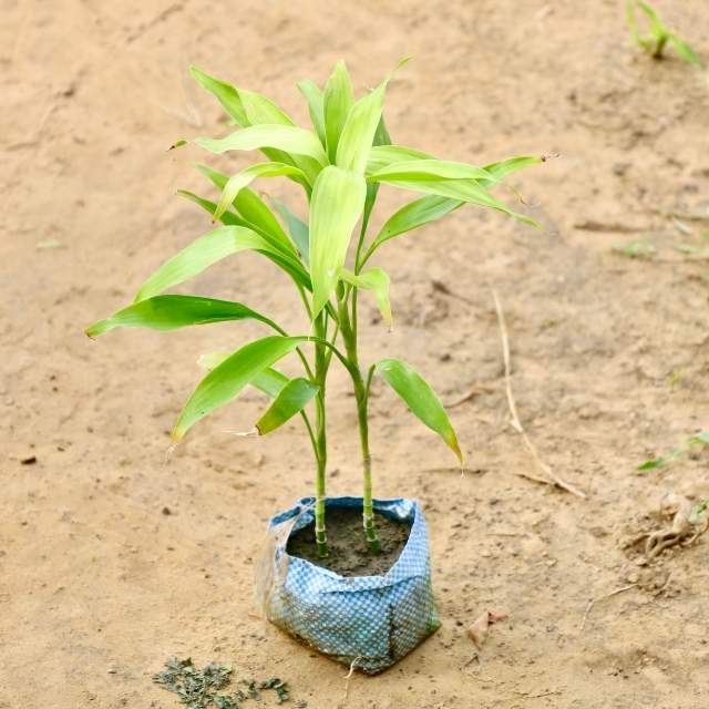 Lucky Bamboo In 4 Inch Nursery Bag