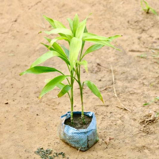Lucky Bamboo In 4 Inch Nursery Bag