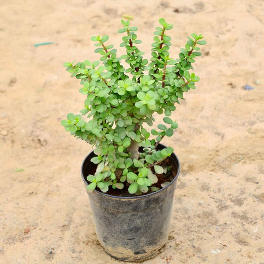 Lucky jade in 6 inch Nursery Pot