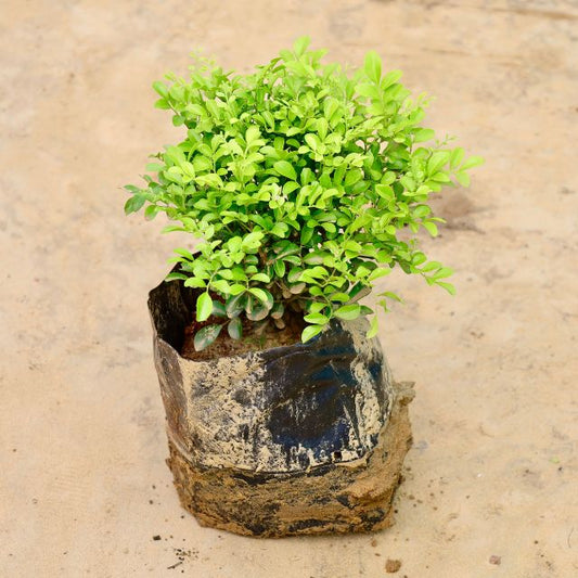 MadhuKamini plant in a decorative pot on a beige background Online Plants in Gurgaon: Free Next-Day Delivery