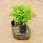 MadhuKamini plant in a decorative pot on a beige background Online Plants in Gurgaon: Free Next-Day Delivery