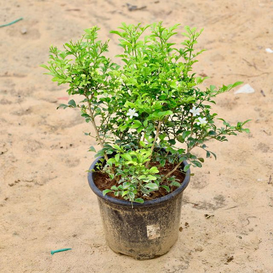 Madhu Kamini Plant In 8 inch Nursery Pot