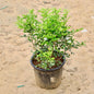 Madhu Kamini Plant In 8 inch Nursery Pot