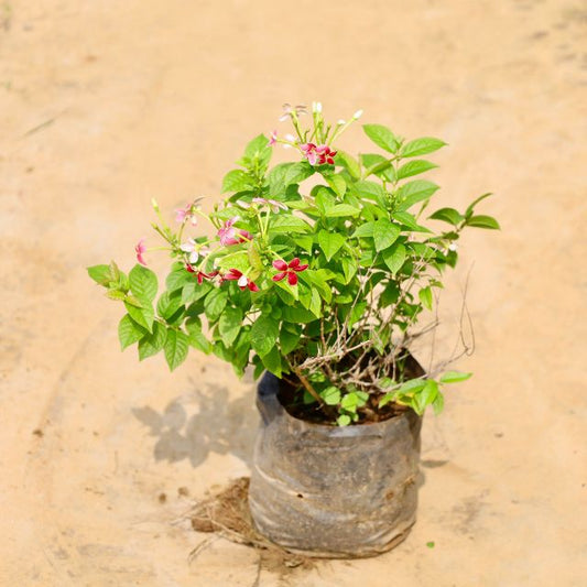 Madhumalti Bel plant with red and white flowers on a beige background