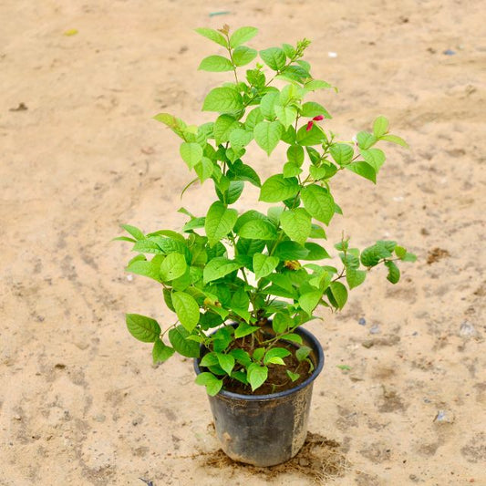 Madhumalti Dwarf in 8 inch Nursery Pot