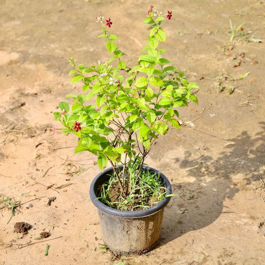 Madhumalti in 8 Inch Nursery Pot