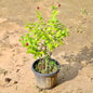 Madhumalti in 8 Inch Nursery Pot