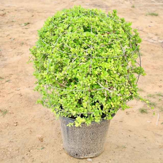 Malpighia plant with a wire cage on a sandy background Buy Outdoor Plants in Gurgaon haryali: Free Next-Day Delivery