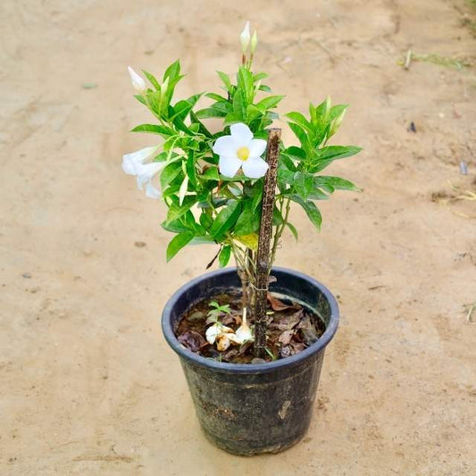 Mandevilla plant with white flowers on a beige surface Buy Indoor Plants in Gurgaon haryali: Free Next-Day Delivery