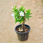 Mandevilla plant with white flowers on a beige surface Buy Indoor Plants in Gurgaon haryali: Free Next-Day Delivery