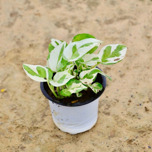Marble Money Plant In 4 inch Nursery Pot
