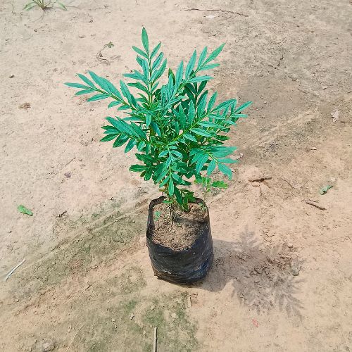 Marigold | Genda Any Color In 4 Inch