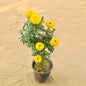 Marigold  Ganda Orange In 6 Inch Nursery Pot