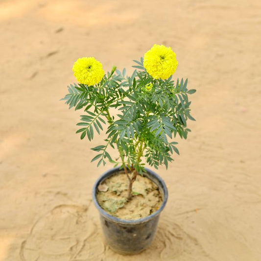Marigold  Ganda Yellow In 6 Inch Nursery Pot